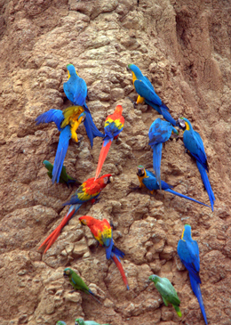 parrots at a clay lick in Peru parrots at a clay lick in Peru