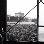 Josiane Keller - lotus field through the window