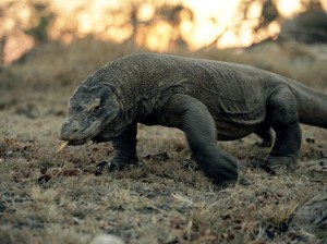 National Geographic Kenneth Garrett komodo dragon
