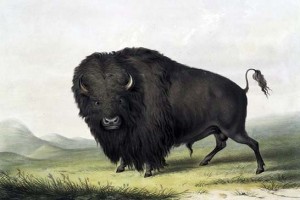 George Catlin - Buffalo Bull Grazing