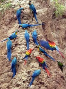 Brian Ralphs - parrots at a clay lick in Peru
