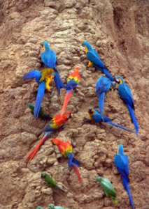 parrots at a clay lick in Peru