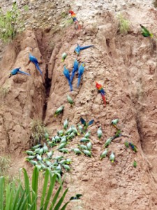 Brian Ralphs - parrots at a clay lick in Peru