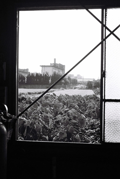 Josiane Keller - lotus field through the window