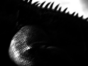 Josiane Keller - Freddie's leg