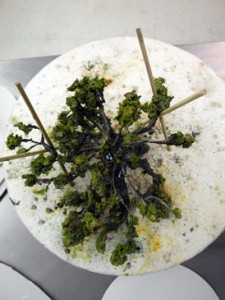 Josiane Keller - sugar tree bird's eye perspective