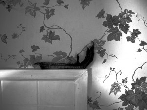 Josiane Keller - chicken foot