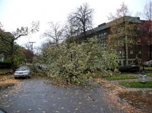 Josiane Keller - fallen tree