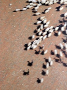 Richard Norwitz - a flock of sheep in the desert