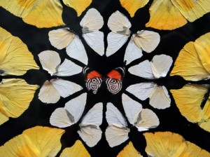 Josiane Keller - Damien Hirst detail 5
