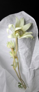 Josiane Keller - a cotton flower