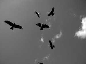 Josiane Keller - buzzards on Kamo gawa