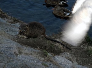 water rat at Kamo gawa