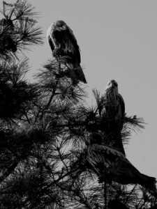 Josiane Keller - buzzards in a pine tree