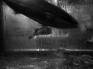 Josiane Keller - Sushi shop on Kawaramachi-dori yellow fin