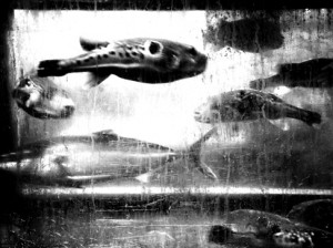 Josiane Keller - Sushi shop on Kawaramachi-dori fugu