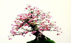Josiane Keller - Bonsai in blossom