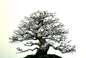 Josiane Keller - Bonsai without leaves