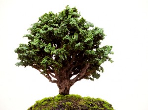 Josiane Keller - Bonsai Cedar on a hill