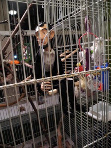 Josiane Keller - The Lincoln Brothers - birdcage