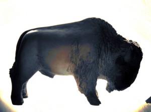 Josiane Keller - buffalo silhouette 2