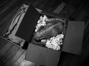 Josiane Keller - Nina's elephant boxed up