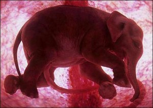 Pioneer Productions - Animals in the Womb - elephant fetus