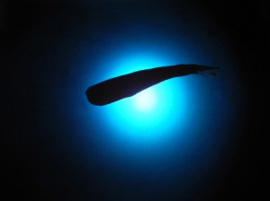 Josiane Keller - dead whale sinking film still