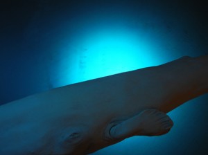Josiane Keller - I anyways live until I die - whale diving