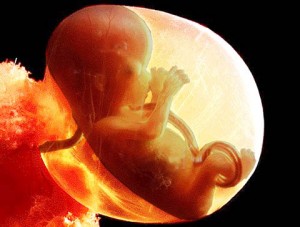 National Geographic -16 week unborn baby