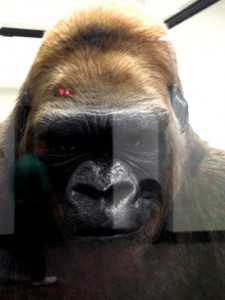 Josiane Keller - Gorilla