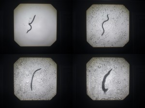Josiane Keller - earth worm in the rain test footage 1
