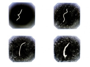 Josiane Keller - earth worm in the rain test footage white on black