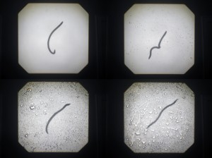 Josiane Keller - four earth worms in the rain 2