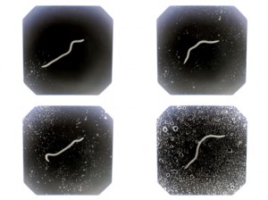 Josiane Keller - earth worm in the rain w-b test footage 3