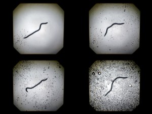 Josiane Keller - earth worm in the rain b-w test footage 4