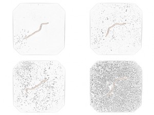 Josiane Keller - earth worm in the rain color on white test footage 5