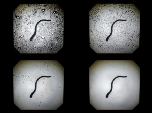 Josiane Keller - earth worm in the rain b-w test footage backwards
