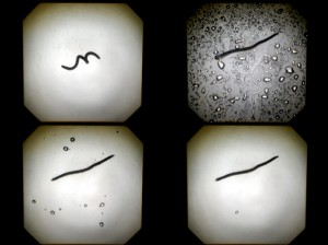 Josiane Keller - four earth worms wiggle and in rain