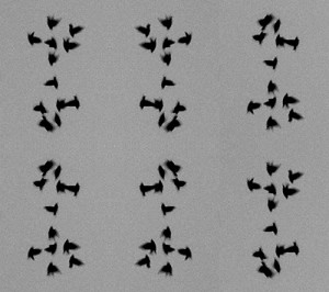 Josiane Keller - 12x12 birds