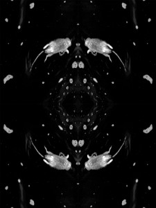 Josiane Keller - dead rat in the lake