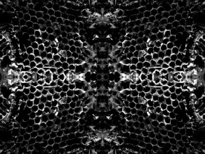 Josiane Keller - bear and paper wasp nest