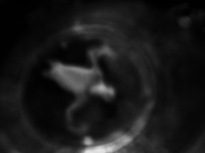 Josiane Keller - Otohime