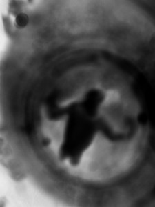 Josiane Keller - tadpole