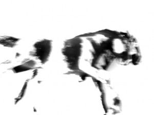 Josiane Keller - two horses 2