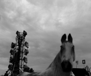 Josiane Keller - Fair Pony - bw version