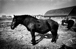 Daido Moriyama - Dosanko - Hokkaido Horse 2009