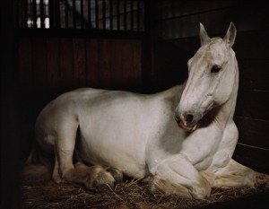 Charlotte Dumas - Ringo Arlington national cemetery VA 2012