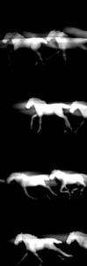 Josiane Keller - galloping horses 1st sequence
