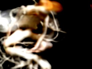 Josiane Keller - Milli untied in the studio 12